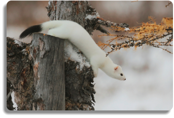Hermine : prédateur du rat taupier.