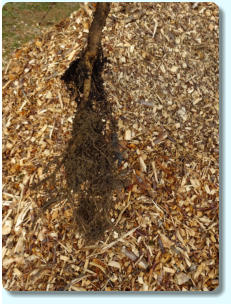 Ulmus minor (Orme champêtre) : système racinaire d’un jeune plant.