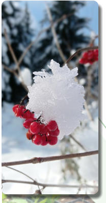 Vib Opu 1 Viburnum opulus (Viorne obier)