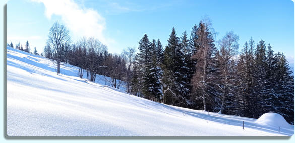 Acer pseudoplatanus (Erable sycomore) et Betula pendula (Bouleau verruqueux) - 1550 m.