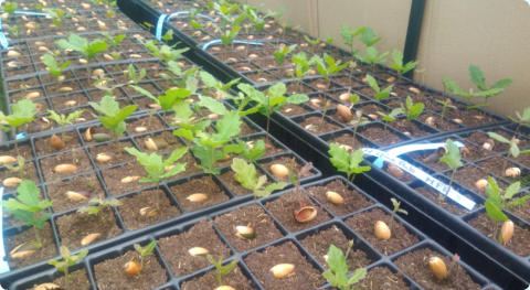 Quercus Pubescens (Chêne Pubescent)