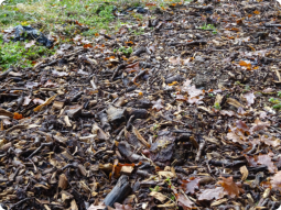 Après récolte, paillage des bandes de cultures à l’aide de bois déchiqueté : empiler des couches de carbone.