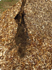 Ulmus minor (Orme champêtre) :système racinaire d’un jeune plant.