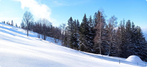 Acer pseudoplatanus (Erable sycomore) et Betula pendula (Bouleau verruqueux) -1550 m.