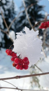 Viburnum opulus (Viorne obier)