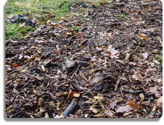 Après récolte, paillage des bandes de cultures à l’aide de bois déchiqueté : empiler des couches de carbone.