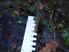 Sorbus domestica (Cormier)