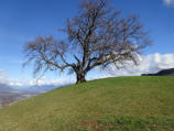 Chêne de Venon (Arbres remarquables)