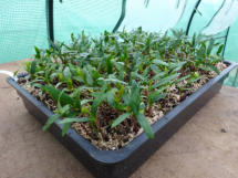 Acer pseudoplatanus (Erable sycomore)