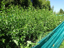 Prunus mahaleb (Cerisier Sainte-Lucie)