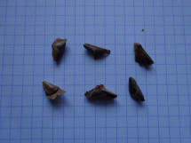 Abies alba (Sapin pectiné)