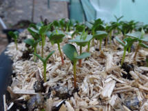 Sorbus domestica (Cormier)