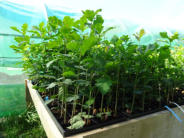 Quercus robur (Chêne pédonculé)