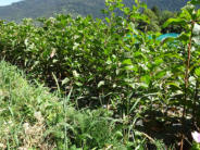 Prunus padus (Cerisier à grappes)