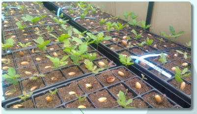 Quercus Pubescens (Chêne Pubescent)