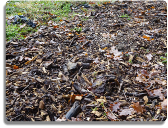 Après récolte, paillage des bandes de cultures à l’aide de bois déchiqueté : empiler des couches de carbone.