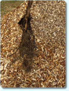 Ulmus minor (Orme champêtre) : système racinaire d’un jeune plant.