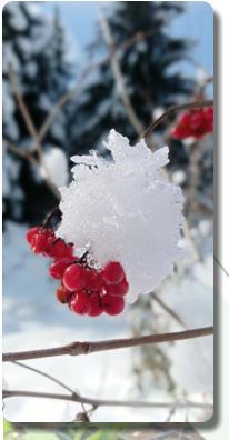 Viburnum opulus (Viorne obier)